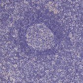 Anti-BHMT2 antibody produced in rabbit Prestige Antibodies&#174; Powered by Atlas Antibodies, affinity isolated antibody, buffered aqueous glycerol solution