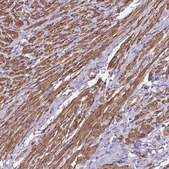 Anti-GPX8 antibody produced in rabbit Prestige Antibodies&#174; Powered by Atlas Antibodies, affinity isolated antibody, buffered aqueous glycerol solution