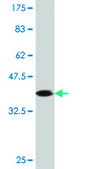Monoclonal Anti-CASP10, (N-terminal) antibody produced in mouse clone 2E7, purified immunoglobulin, buffered aqueous solution