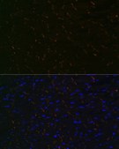 Anti- N-Cadherin antibody produced in rabbit