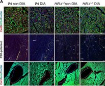 Anti-Connexin-43 antibody produced in rabbit affinity isolated antibody, buffered aqueous solution
