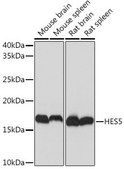 Anti-HES5 antibody produced in rabbit