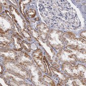 Anti-APOOL antibody produced in rabbit Prestige Antibodies&#174; Powered by Atlas Antibodies, affinity isolated antibody, buffered aqueous glycerol solution