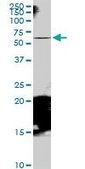 Anti-RAB11FIP5 antibody produced in mouse purified immunoglobulin, buffered aqueous solution