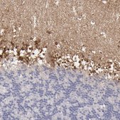 Anti-SEMA3G antibody produced in rabbit Prestige Antibodies&#174; Powered by Atlas Antibodies, affinity isolated antibody, buffered aqueous glycerol solution