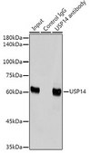 Anti-USP14 antibody produced in rabbit