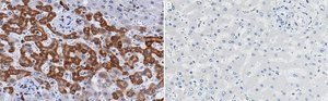 Anti-p-PDHA1-Ser232 Antibody, clone 2D5 ZooMAb&#174; Rabbit Monoclonal recombinant, expressed in HEK 293 cells