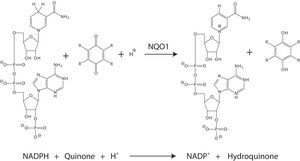 DT Diaphorase (NQO1) human lyophilized powder, recombinant, expressed in E. coli, &#8805;90% (SDS-PAGE)