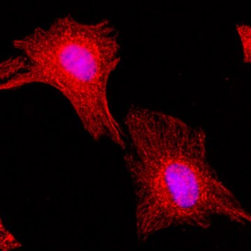 Anti-alpha-Tubulin antibody, Rabbit monoclonal recombinant, expressed in HEK 293 cells, clone RM113, purified immunoglobulin