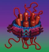 Membrane Scaffold Protein 1D1 recombinant, expressed in E. coli