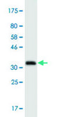 Monoclonal Anti-ATG3, (N-terminal) antibody produced in mouse clone 1G3, purified immunoglobulin, buffered aqueous solution