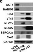 Anti-&#945;-Actinin (Sarcomeric) antibody, Mouse monoclonal clone EA-53, purified from hybridoma cell culture