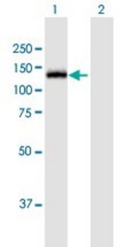 Anti-MGEA5 antibody produced in mouse purified immunoglobulin, buffered aqueous solution