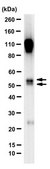 Anti-PLVAP Antibody, clone MECA-32 clone MECA-32, from rat