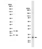 Anti-Pancreatic Polypeptide from rabbit