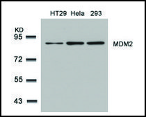 Anti-MDM2 (Ab-166) antibody produced in rabbit affinity isolated antibody