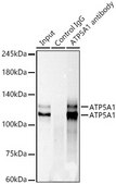 Anti-KIF23 Antibody, clone 9V4Y8, Rabbit Monoclonal