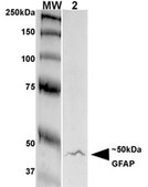 Monoclonal Anti-Lar/Ptprf antibody produced in mouse clone S165-38, purified immunoglobulin
