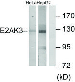 Anti-E2AK3 antibody produced in rabbit affinity isolated antibody