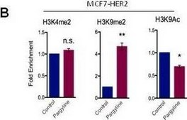Anti-dimethyl-Histone H3 (Lys9) Antibody Upstate&#174;, from rabbit