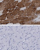 Anti-MYH1 Antibody, clone 1E15 , ZooMAb&#174; Rabbit Monoclonal recombinant, expressed in HEK 293 cells