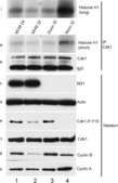 Anti-Cyclin B1 Antibody, clone GNS3 (8A5D12) clone GNS3 (8A5D12), Upstate&#174;, from mouse