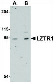 Anti-LZTR1 antibody produced in rabbit affinity isolated antibody, buffered aqueous solution