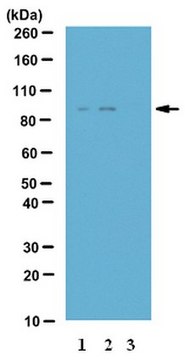 Anti-phospho-IKK-epsilon (Ser172) Antibody from rabbit, purified by affinity chromatography