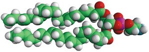 22:6 PE 1,2-didocosahexaenoyl-sn-glycero-3-phosphoethanolamine, chloroform