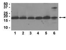 Anti-Histone H3 Antibody, CT, pan, clone A3S, rabbit monoclonal culture supernatant, clone A3S, Upstate&#174;