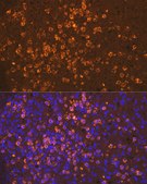 Anti-Neutrophil Elastase (ELANE) Antibody, clone 8X4E6, Rabbit Monoclonal