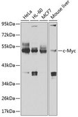 Anti-c-Myc antibody produced in rabbit