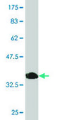 Monoclonal Anti-MYLK2 antibody produced in mouse clone 2G1, purified immunoglobulin, buffered aqueous solution