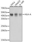 Anti-HLA-A antibody produced in rabbit