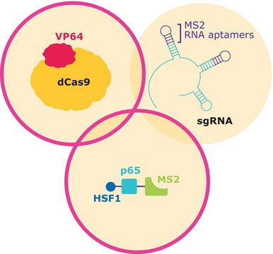 SAM CRISPRa Helper Construct Kit Plasmid DNA