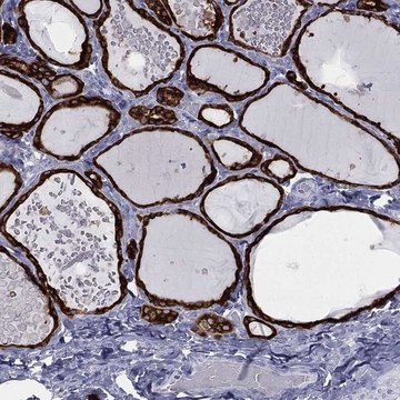 Anti-Tpo Antibody Produced In Rabbit Prestige Antibodies® Powered by Atlas Antibodies, affinity isolated antibody, buffered aqueous glycerol solution