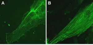 LentiBrite &#945;-actinin-GFP Lentiviral Biosensor