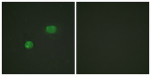 Anti-C-JUN antibody produced in rabbit affinity isolated antibody