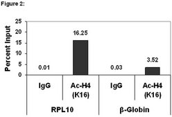 ChIPAb+ Acetyl-Histone H4 (Lys16) - ChIP Validated Antibody and Primer Set from rabbit