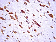 Anti-cAMP Antibody serum, from rabbit