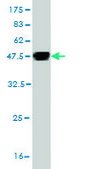 Monoclonal Anti-GOLPH4 antibody produced in mouse clone 5E11, purified immunoglobulin, buffered aqueous solution