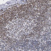 Anti-IFI16 antibody produced in rabbit Prestige Antibodies&#174; Powered by Atlas Antibodies, affinity isolated antibody, buffered aqueous glycerol solution