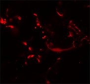 Anti-HHATL antibody produced in rabbit affinity isolated antibody