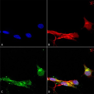Monoclonal Anti-Sur1 - Fitc antibody produced in mouse clone S289-16, purified immunoglobulin