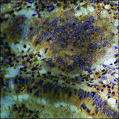 Anti-phospho-CaMK2 α/β/δ (pThr305) antibody produced in rabbit affinity isolated antibody