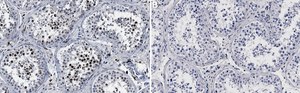 Anti-COIL Antibody, clone 2K14-2 ZooMAb&#174; Rabbit Monoclonal recombinant, expressed in HEK 293 cells