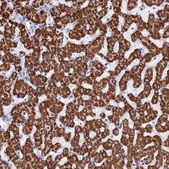 Anti-PGP antibody produced in rabbit Prestige Antibodies&#174; Powered by Atlas Antibodies, affinity isolated antibody, buffered aqueous glycerol solution