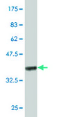 Monoclonal Anti-IL10 antibody produced in mouse clone 1C10, purified immunoglobulin, buffered aqueous solution