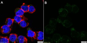 Anti-Fas/CD95 Antibody, clone 1F17 ZooMAb&#174; Rabbit Monoclonal recombinant, expressed in HEK 293 cells