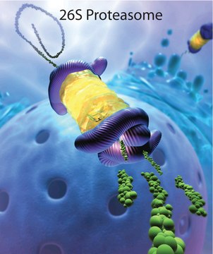 20S Proteasome Fraction from rabbit &#8805;95% (SDS-PAGE), solution